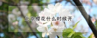 北京樱花什么时候开,第1图