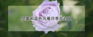 空蒙和蓝色风暴月季花对比,第1图