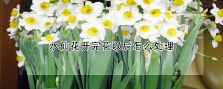 水仙花开完花以后怎么处理,第1图