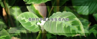 花叶竹芋是二年生花卉吗,第1图