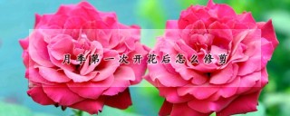 月季第一次开花后怎么修剪,第1图