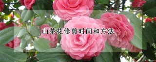 山茶花修剪时间和方法,第1图