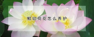 鲜切荷花怎么养护,第1图