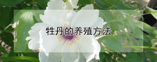 牲丹的养殖方法,第1图