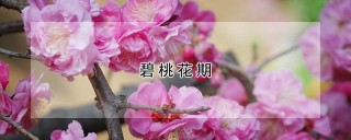 碧桃花期,第1图