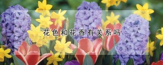 花色和花香有关系吗,第1图