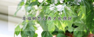 幸福树怎么养才长得好,第1图