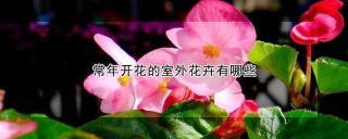 常年开花的室外花卉有哪些,第1图