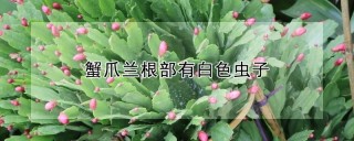 蟹爪兰根部有白色虫子,第1图