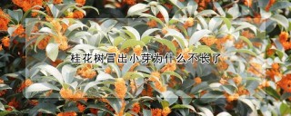 桂花树冒出小芽为什么不长了,第1图