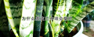 为什么虎皮兰水培会腐烂,第1图