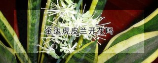 金边虎皮兰开花吗,第1图