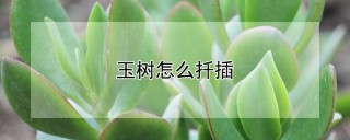 玉树怎么扦插,第1图