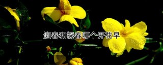 迎春和探春哪个开花早,第1图