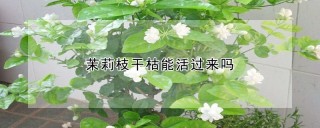 茉莉枝干枯能活过来吗,第1图