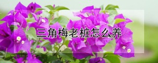 三角梅老桩怎么养,第1图