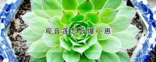 观音莲怎么爆小崽,第1图