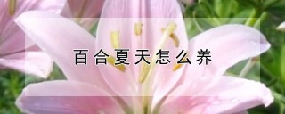 百合夏天怎么养,第1图