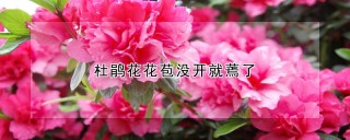 杜鹃花花苞没开就蔫了,第1图