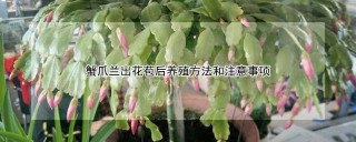 蟹爪兰出花苞后养殖方法和注意事项,第1图