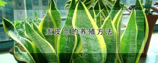 虎皮兰的养殖方法,第1图