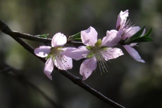 桃花什么时候开，每年的3~4月绽放,第5图