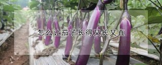 怎么让茄子长得又长又直,第1图