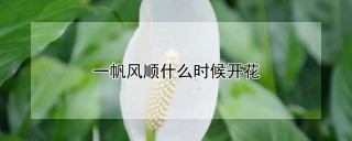 一帆风顺什么时候开花,第1图