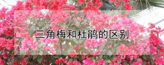 三角梅和杜鹃的区别,第1图