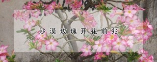 沙漠玫瑰开花前兆,第1图