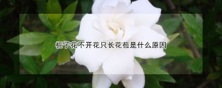 栀子花不开花只长花苞是什么原因,第1图