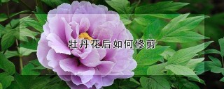 牡丹花后如何修剪,第1图