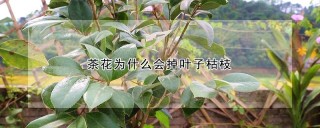 茶花为什么会掉叶子枯枝,第1图