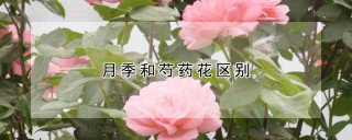 月季和芍药花区别,第1图