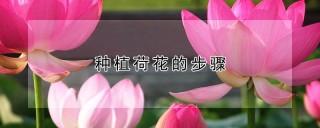 种植荷花的步骤,第1图