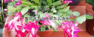 蟹爪莲怎么施肥怎么浇水,第1图