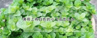 薄荷上有白色的小飞虫怎么办,第1图