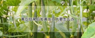 黄瓜结果后发黄长不大要怎么办,第1图