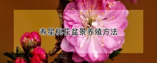 寿星桃花盆景养殖方法,第1图