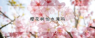 樱花树怕水淹吗,第1图