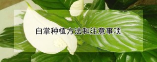 白掌种植方法和注意事项,第1图