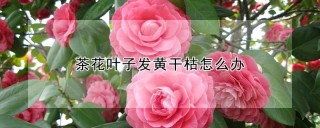 茶花叶子发黄干枯怎么办,第1图