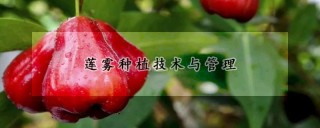 莲雾种植技术与管理,第1图