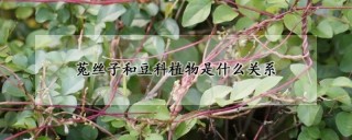 菟丝子和豆科植物是什么关系,第1图