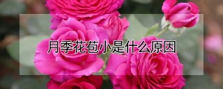 月季花苞小是什么原因,第1图