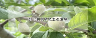 剪下的桃树枝怎么生根,第1图