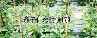 茄子什么时候摘叶,第1图