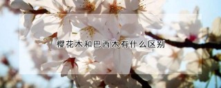 樱花木和巴西木有什么区别,第1图