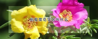 蚂蚁菜花学名叫什么,第1图