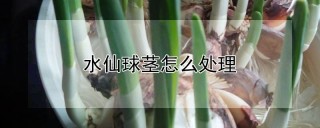 水仙球茎怎么处理,第1图